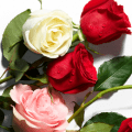 assorted roses