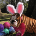 cadbury bunny contest