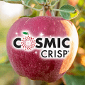 cosmic crisp