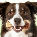 dog with bone in mouth