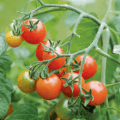 organic tomato plant